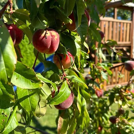 Kranich Апартаменты *